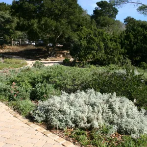 pavered pathway along the Meadow