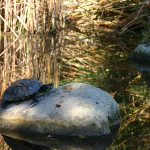 turtle in the pond