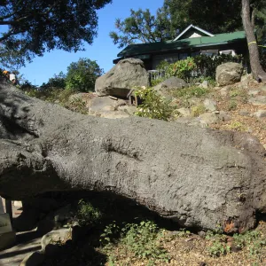 Fallen oak tree in the Discovery Garden