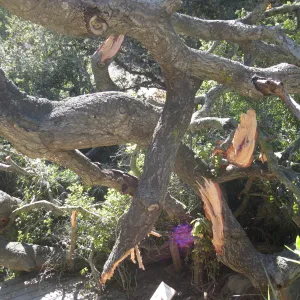 Fallen oak tree in the Discovery Garden
