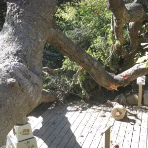 Fallen oak (Coastal Live Oak) tree in the Discovery Garden