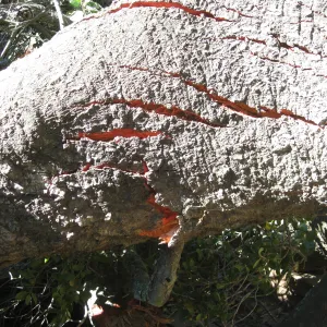 Fallen oak (Coastal Live Oak) tree in the Discovery Garden