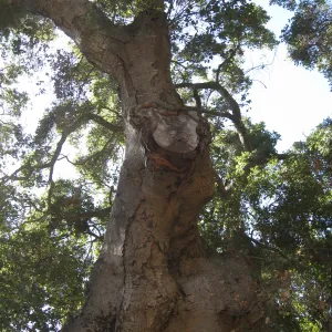 Arroyo oak (Coastal Live Oak) removed as precaution after toppling of adjacent oak