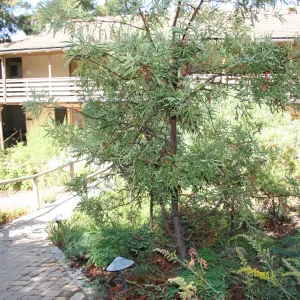 Arroyo Section