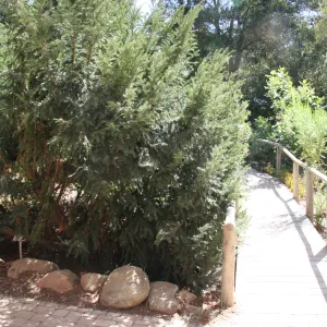 Arroyo Section