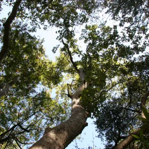 tree canopy