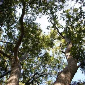 tree canopy