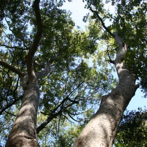 tree canopy