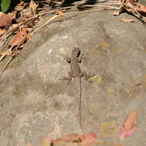 lizard basking in the sun
