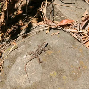 lizard basking in the sun
