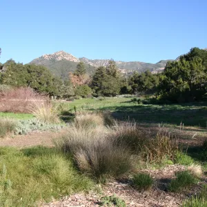Meadow view to the mountains