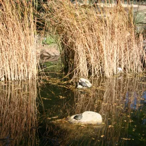 turtles in the pond