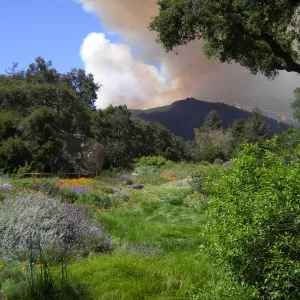view of the Jesusita Fire from the SBBG Meadow, day one, 3:15 PM