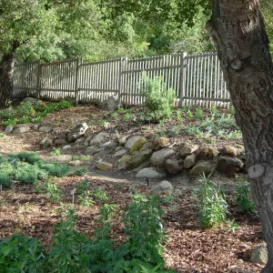 new Plant Conservation display garden, SBBG 2006 Projects