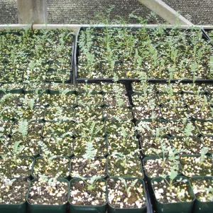 Ventura marsh milkvetch seedlings, CPC plant, growing in the SBBG Conservation greenhouse