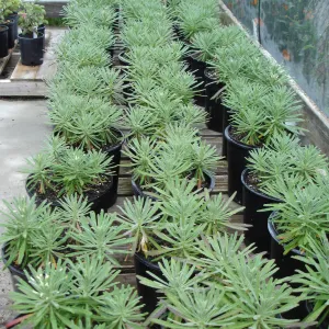 pots with Hoffmann's rock cress, Arabis hoffmannii, CPC plant, growing at the Hort Unit