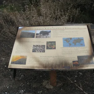 burned Chaparral interpretive sign, after the Jesusita Fire