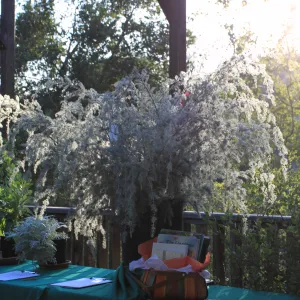 2009 Fall Plant Sale Preview event, silent auction