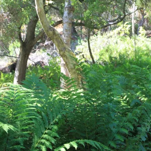 Woodwardia swamp, Arroyo Hondo