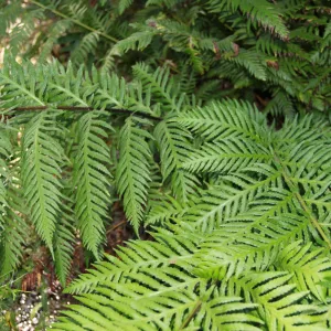 Woodwardia, Arroyo Hondo