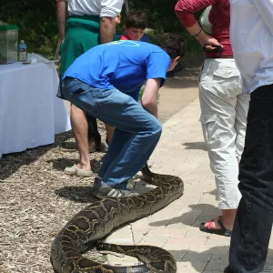 boa constrictor, SBBG Bio Blitz, 2007