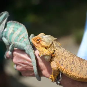 reptiles, BioBlitz