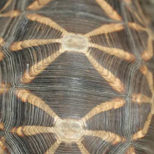 tortoise shell, BioBlitz