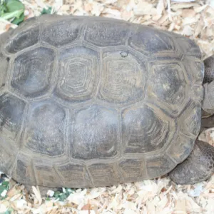 tortoise, BioBlitz