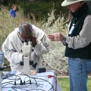 examining aquatic insects and pond life, SBBG Bio Blitz, 2007