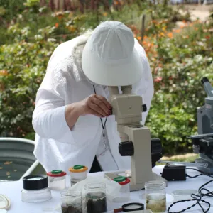 examining aquatic insects and pond life, SBBG Bio Blitz, 2007