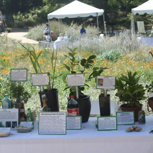 Intoxicating Plants display, SBBG Bio Blitz, 2007