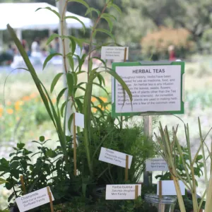 Intoxicating Plants display, SBBG Bio Blitz, 2007