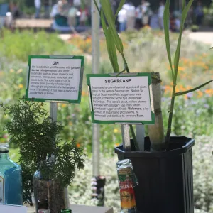 Intoxicating Plants display, SBBG Bio Blitz, 2007