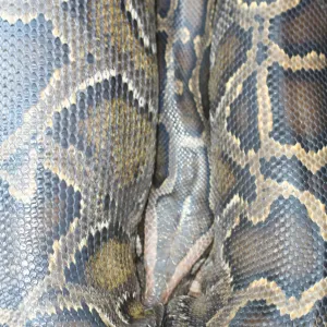 boa constrictor, SBBG Bio Blitz, 2007