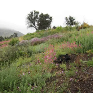 wildflowers on th Porter Trail, one year after the Jesusita Fire