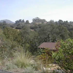 view of Tipton Ridge (RAWS site)