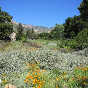 Meadow view, one year after the Jesusita Fire