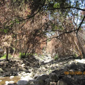 Mission Creek after the Jesusita Fire