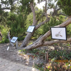 Art From Ashes art exhibit, after the Jesusita Fire