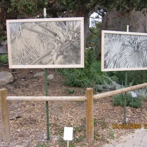 Art From Ashes art exhibit, after the Jesusita Fire