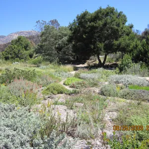lower Meadow, ground cover display