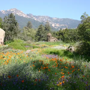 Toad Hall, wildflowers in the Meadow