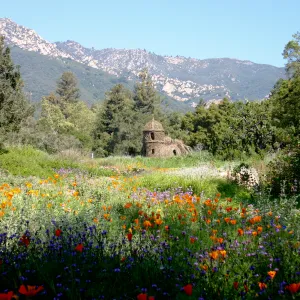 Toad Hall, wildflowers in the Meadow