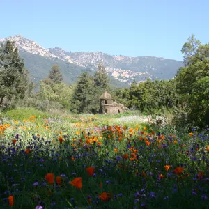 Toad Hall, wildflowers in the Meadow