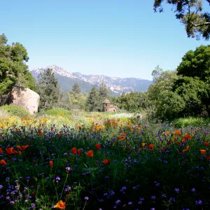 Toad Hall, wildflowers in the Meadow