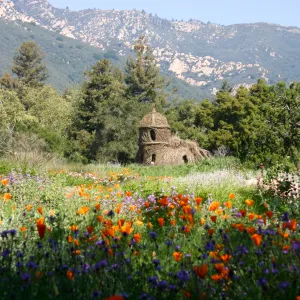Toad Hall, wildflowers in the Meadow