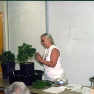 Ann's demonstration, Bonsai Show at SBBG