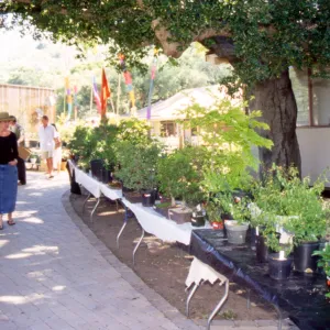 Bonsai Show at SBBG