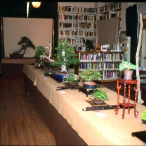 Bonsai Show at SBBG