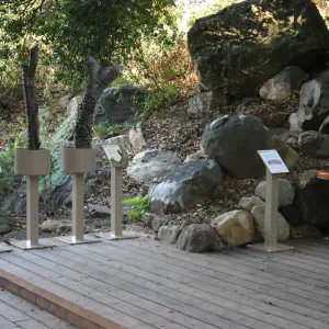 Discovery Garden, oak woodland interpretation deck